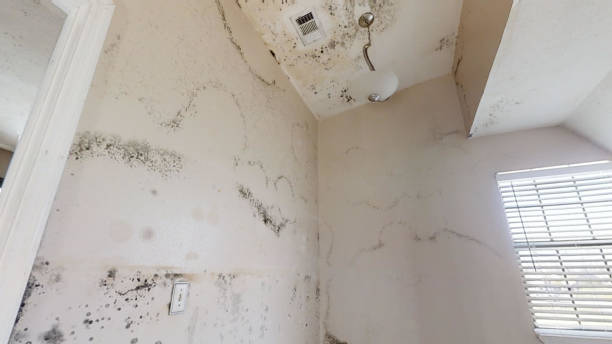 Mold Odor Removal Services in Sunrise Beach Village, TX