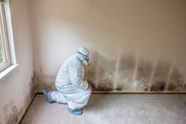 Best Mold Odor Removal Services  in Sunrise Beach Village, TX